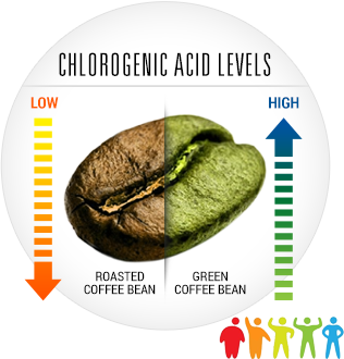 Green Coffee Extract - Chlorogenic Acid